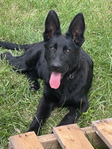 Black Male Puppy