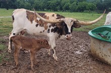 Tiki Bar 2026 heifer