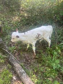 BCC HEIFER CALF