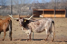Toy Spur