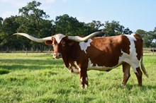 Frozen Embryo ECR True to Tradition x Hangn Tuff