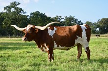 Embryo True to Tradition x BR Cracker Jack