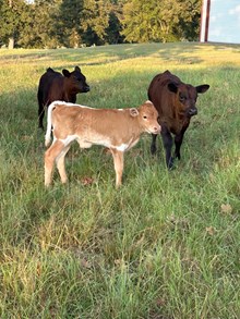 bull ECR True to Tradition x Cool Hand Luke Chex