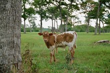 bull Crackerjack x True Rose
