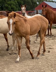 RED DUN FILLY 2