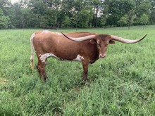TXN Nina Special