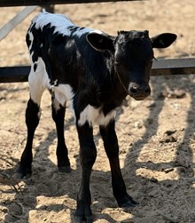 J & T's Top Pick Heifer Calf