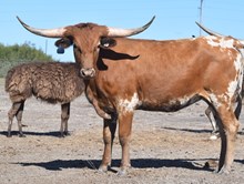 Rockett CDC