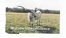 Watson Independence