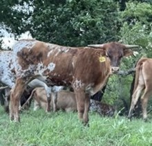 Tidy Pack Heifer