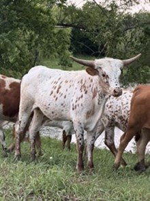 Lupin Heifer
