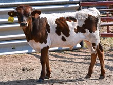 Hired Hand x Wild Rose bull 451