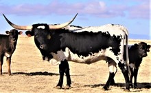 WINNIE THE MOO