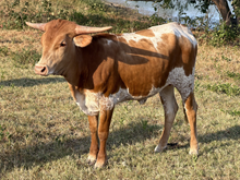 Tidy Heifer Calf