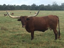 WYNDHAM STAR
