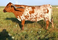 BCR WYNONNA 614