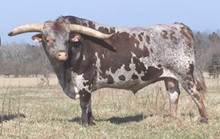 WYOMING ROUNDUP