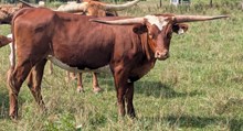 HIRED HAND X SUNSTAR HEIFER